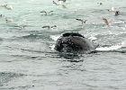 CapeCodb (15)  Cape Cod whale